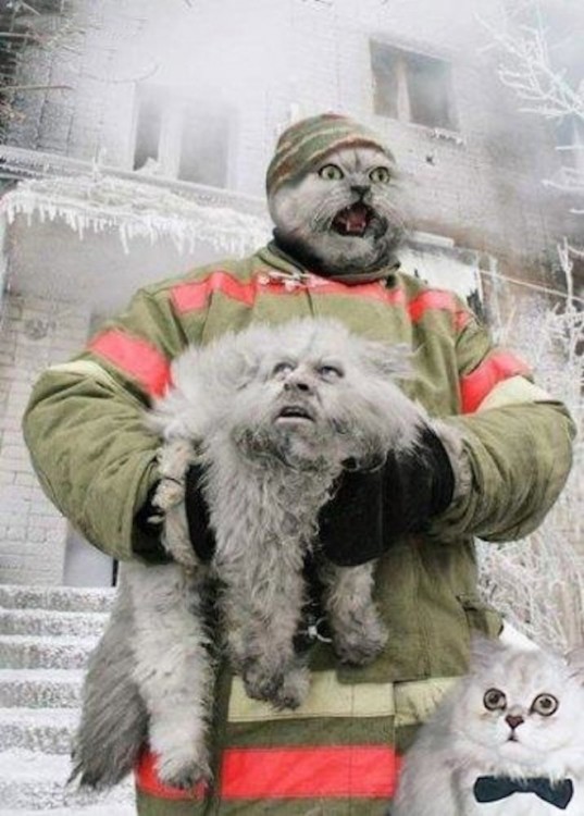 Bombero con cara de gato y gato con cara de bombero 