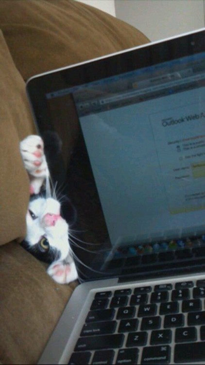 Cabeza de un gato intentando morder una laptop 