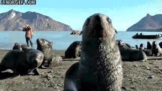 Gif de unas focas a la orilla del mar 