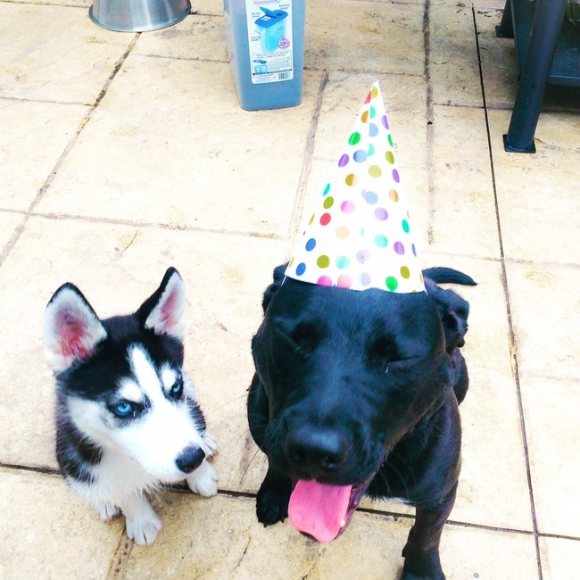 Perro husky a un costado de otro perro de color negro con un gorro de cumpleaños sentados en el piso f