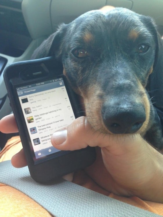 Mano de una persona sosteniendo un celular y la cara de un perro aburrido sobre su muñeca 