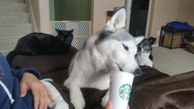 Perro lamiendo un vaso de café starbucks con un perro y un gato detrás observando 