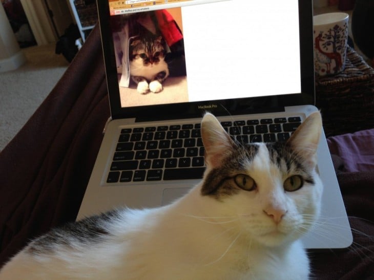 Gato frente a una laptop que tiene de fondo la imagen de un gato 