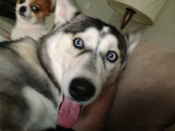 Cabeza de un perro husky con la cabeza de un perro chihuahua detrás 