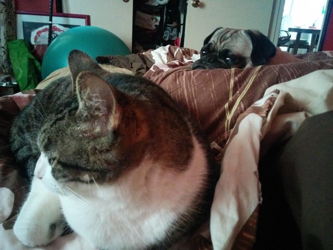 Fotografía de un gato acostado en una cama con un perro pug detrás 