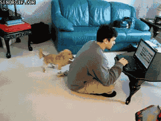 Gif de un perro arañando la espalda de un chico sentado en el piso frente a una laptop