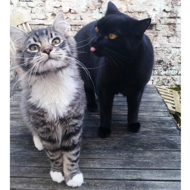 imagen de un gato negro sacando la lengua a otro gato gris 
