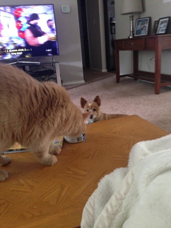 Gato comiendo una lata de atún sobre una mesa mientras un perro observándolo debajo 