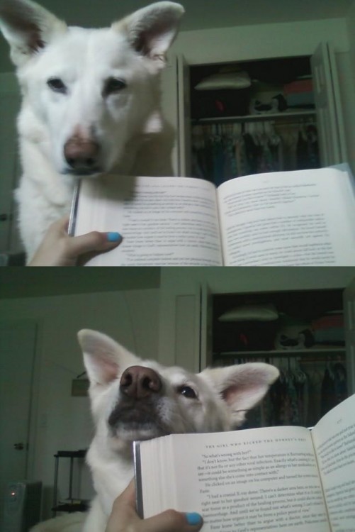 Cabeza de un perro intentando ponerla frente a un libro 