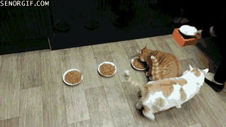 Gif de un gato quitando la comida a otro gato 