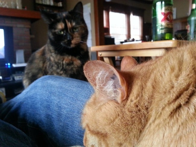 Gato observando a otro gato que esta recostado en las piernas de su amo 