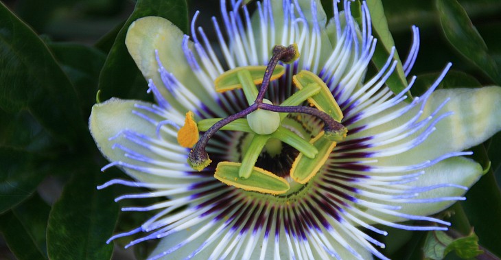 Flor tipica de paraguay mburucuyá o pasionaria