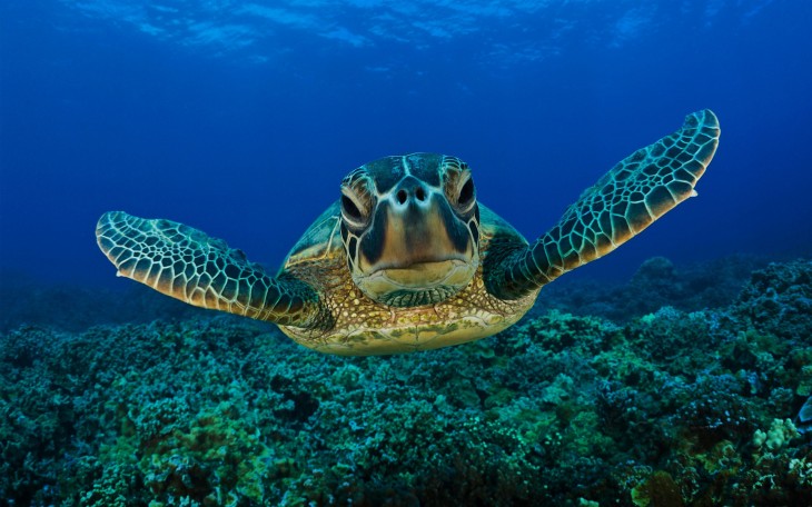 Tortuga Baula en Tegucigalpa, Honduras