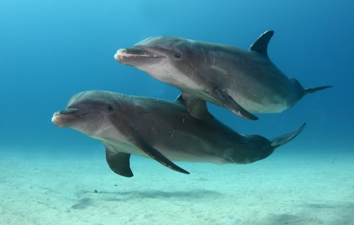 Delfines mulares en la Isla de Roatán, Honduras 