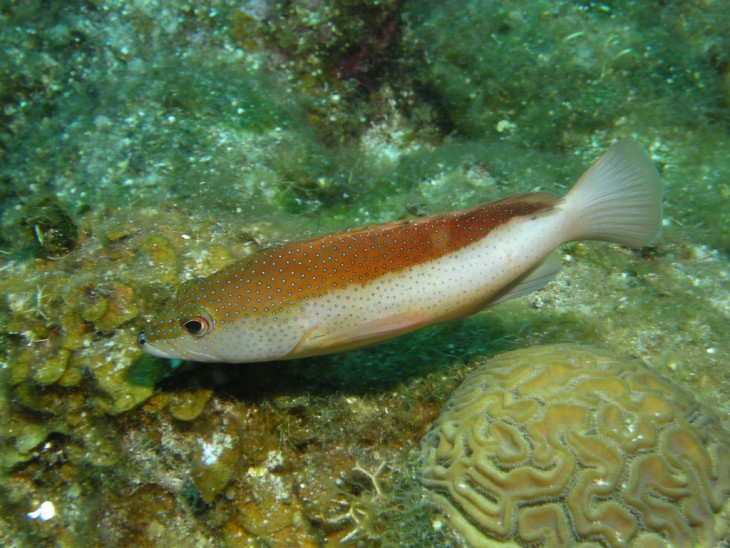 Cephalopholis fulva, en una de las islas de Honduras 