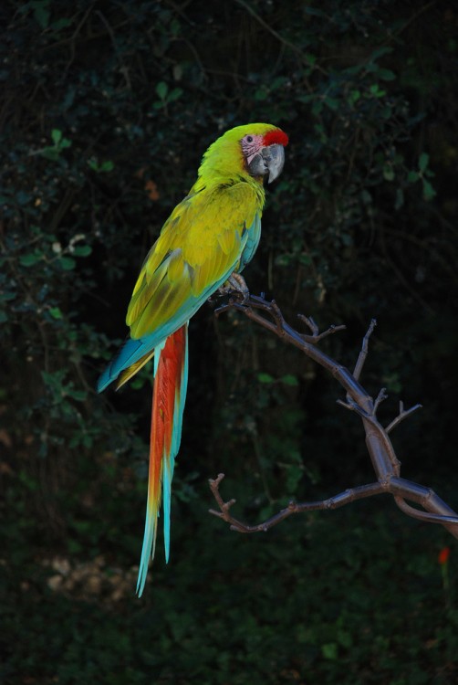 Ara ambigua en Honduras 