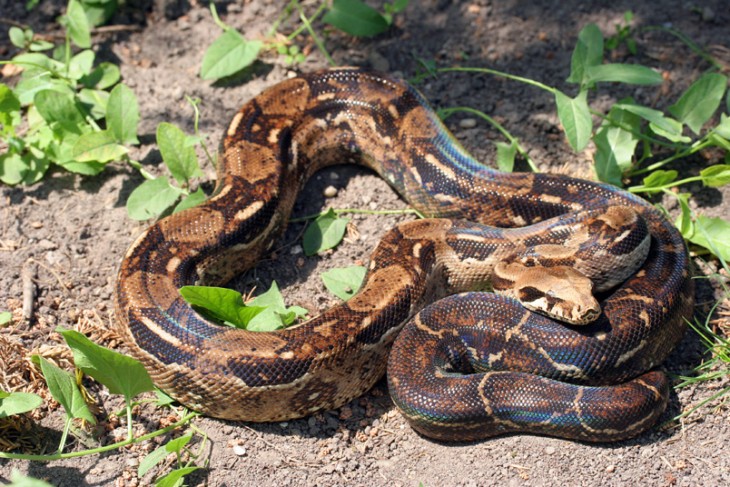 Boa Constrictor 