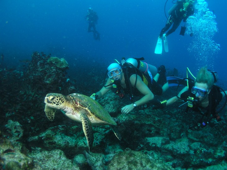 Personas buceando tras una tortuga en el Caribe 
