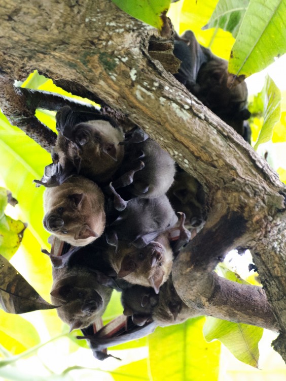 El murciélago frugívoro de Jamaica