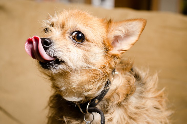 Pequeño perro sacando la lengua