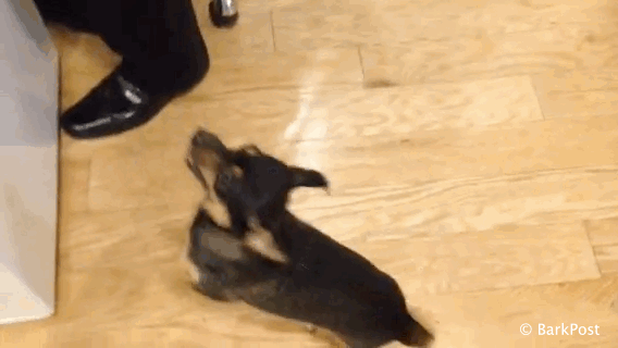 Gif de un perro moviendo la cola junto a su dueño