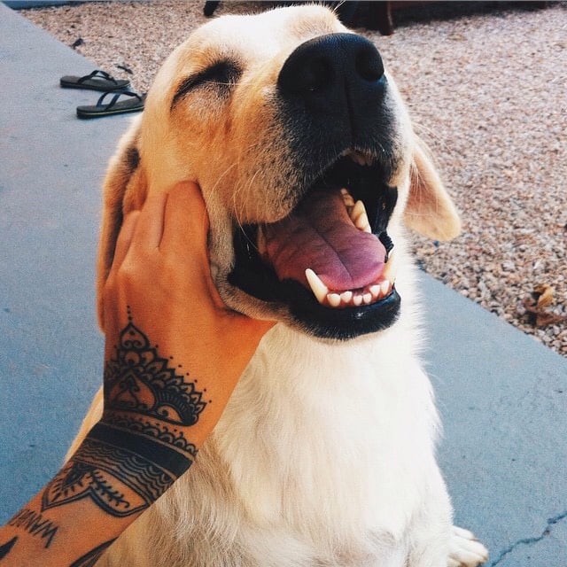 Perro sonriendo a su amo mientras es acariciado 