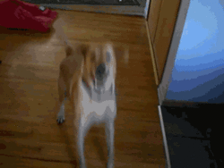 Gif de un perro feliz frente a su dueño