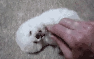 Gif de una persona acariciando la panza de un perro