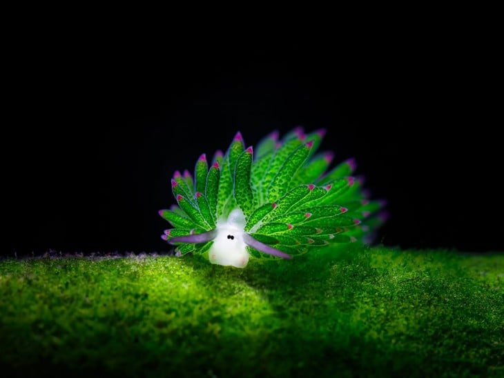 Sea Sheep la adorable babosa de mar 