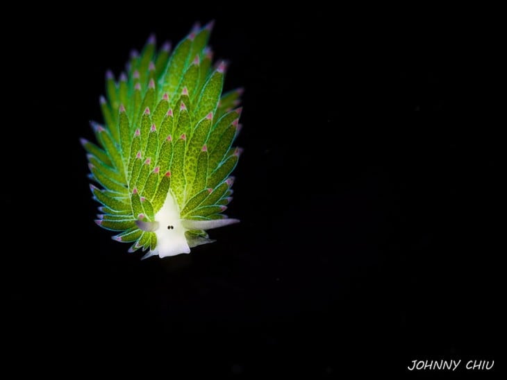 Babosa de mar en color verde en un fondo negro 