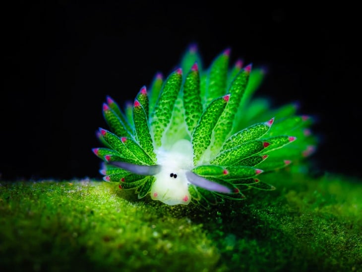 Sea Sheep sobre un superficie verde con un fondo negro 