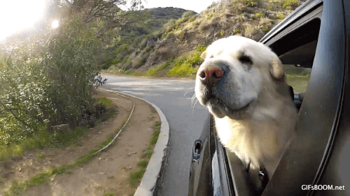 GIF de un perro sacando la cabeza por una ventana de un coche en movimiento 