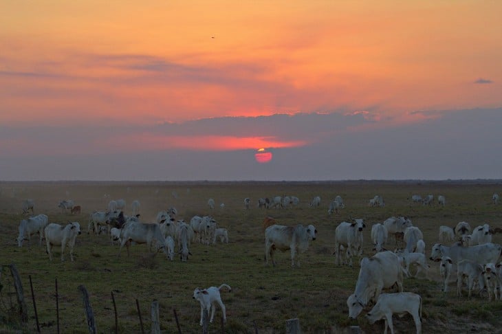 GANADO EN LOS LLANOS VENEZUELA