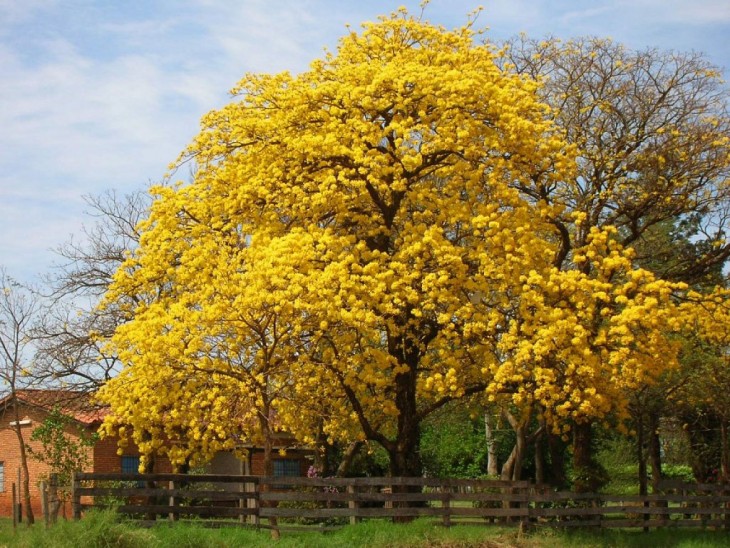 ARBOL DE ARAGUANEY