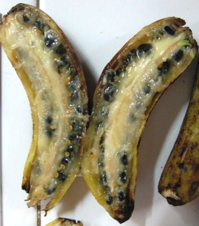 platanos con semillas