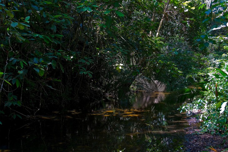 reserva natural de belice Cockscomb