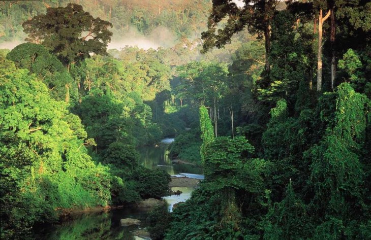 selva tropical de belice forma el 60 por ciento del territorio nacional