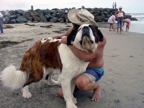 hombre abrazando a perro san bernardo