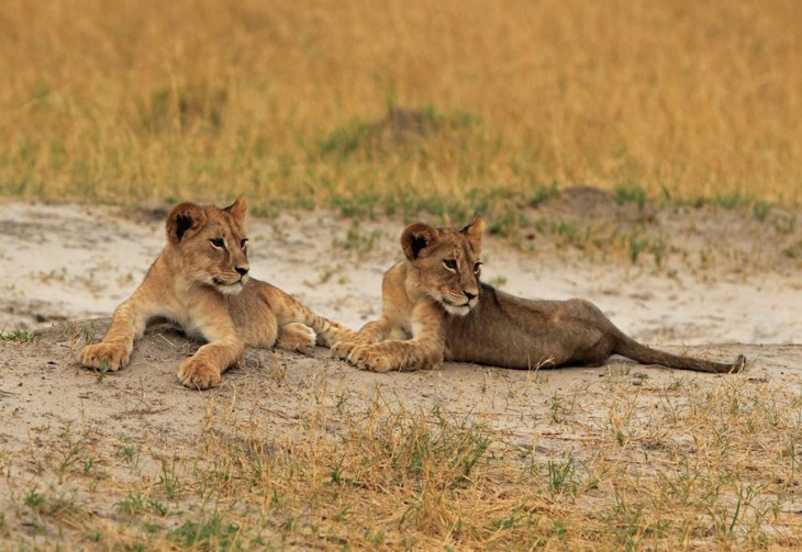 hijos de cecil van a se asesinados por otros leones para que no perdure su legado