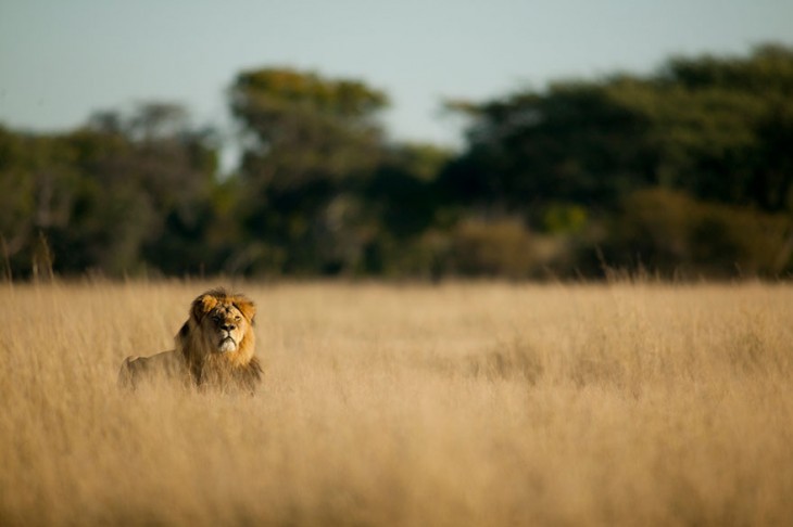 cecil el leon asesinado tomando el sol