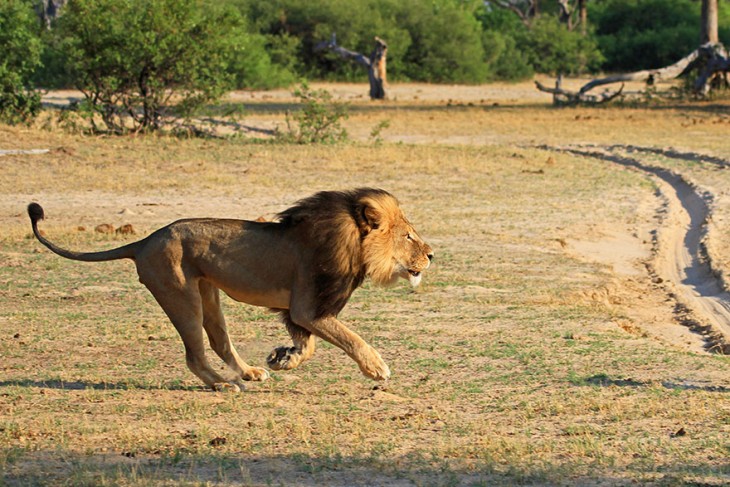 cecil el leon asesinado corriendo por la reserva ambiental para los leones