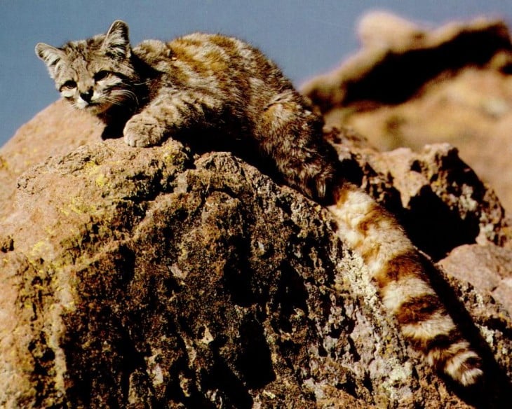 gato de colo colo chile