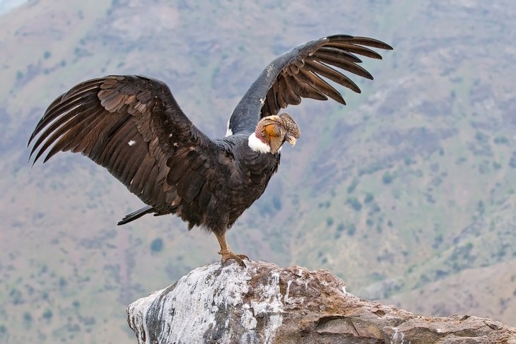 condor chileno o condor andino