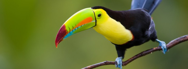 tucan colombiano