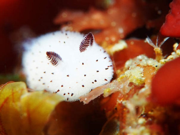 Conoce Al Conejo De Mar Que Se Ha Vuelto Viral En Japón