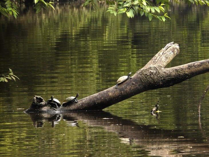 isla cubayeno. Tortugas amazónicas