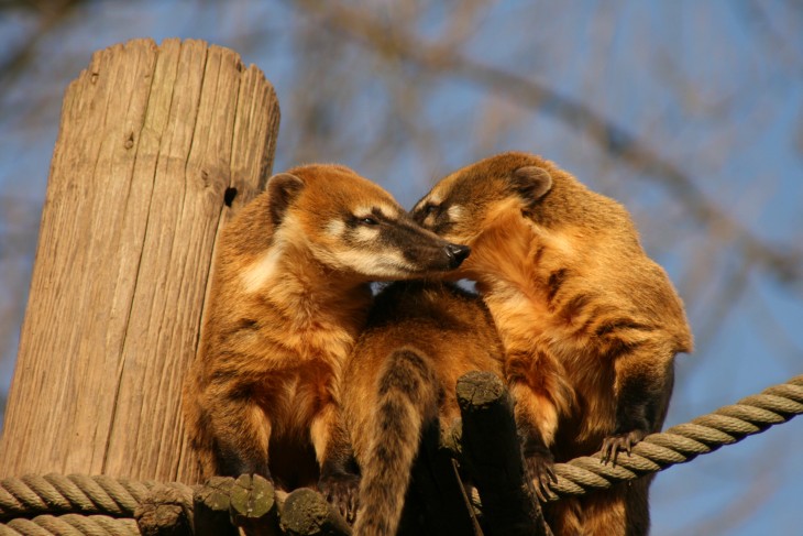 coaties selva de guatemala