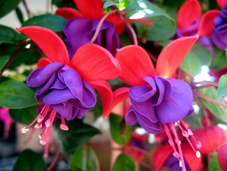 pendientes de la reina flor de guatemalaa