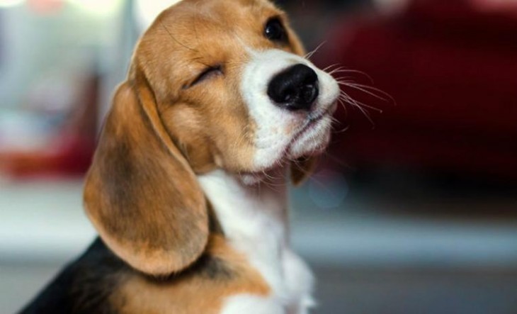 img.de10.com_.mx-dog-beagle_-730x443