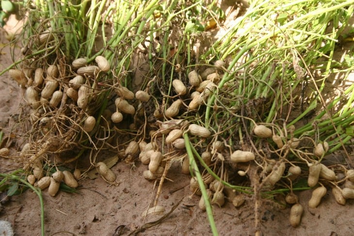 Planta de cacahuates bajo la tierra 